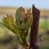 Avril : 🌱
L'apparition des premiers bourgeons et préparation de la saison.

L'arrivée du printemps est synonyme de réveil pour la vigne. Les premiers bourgeons font leur apparition, c'est le débourrement.
Ils s'épanouissent et laissent place à de jeunes pousses, ce sont les prémices du raisin.
🍃

#pourtoi #bourgeons #vigne #vignoble #vignerons #vineyard #nature #raisin #grappe #printemps #sping #champagne #champagneardenne #bethon