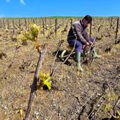 Friday 🌱

Bon week-end à tous !

⚠️ Attention l'abus d'alcool est dangereux pour la santé. À consommer avec modération. 

#friday #pourtoi #vineyard #vineyards #vine #vigne #vignoble #vigneron #cuviste #caviste #œnologue #liage #sun #april #soleil #avril #feuille #bois #herb #bubble #bulle #champagne #champagnelover #bouteille #bottle #marne