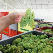Vendanges 2021 goooo !!! 🍇🍾

Le 11 septembre 2021 :
1er jour de vendange pour le Pressoirs G.Gruet et Fils à Bethon.

Nous souhaitons à tous les vignerons, les vendangeurs, les pressureurs, les porteurs de caisses, les cuvistes etc.... une bonne vendange 2021. 

#vendanges 
#vendanges2021
#raisins #raisin
#grappe
#chardonnay
#pinotnoir
#vigne #vigne #vignerons 
#vendangeurs 
#pressureurs
#cuviste
#œnologue 
#vineyard 
#pressoirs #pressoir
#pressurage
#pesé
#caviste
#cuviste