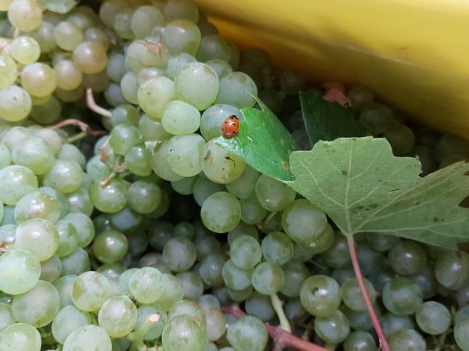 VITICULTURE DURABLE